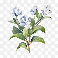 长春花-长春花花白色蓝色花朵水彩