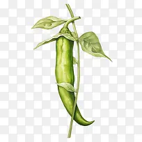 绿辣椒-绿辣椒蔬菜植物绿色
