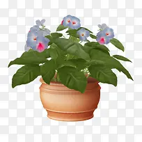 凤仙花-凤仙花