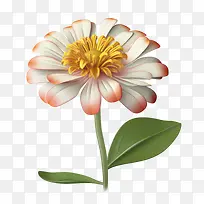百日草花-橙色