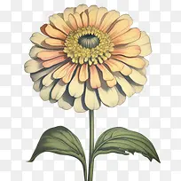百日草花-橙色
