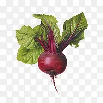 甜菜根-健康食品
