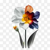 花-橙色