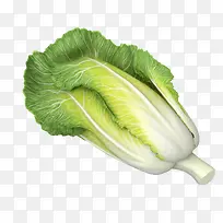 大白菜-大白菜生菜绿叶蔬菜