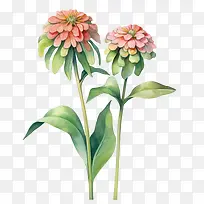 百日草花-橙色
