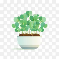 冷水花植物-冷水花植物盆栽盆栽绿化
