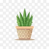 芦荟植物-仙人掌