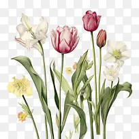 郁金香-郁金香郁金香花园春天
