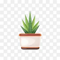 芦荟植物-仙人掌
