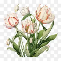 郁金香-郁金香郁金香花白色红色