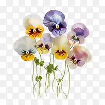 三色堇花-三色堇花粉红色黄色蓝色紫色