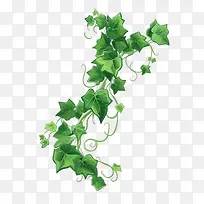 常春藤植物-藤本植物