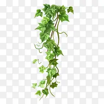 常春藤植物-常春藤