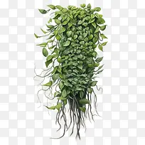常春藤植物-藤本植物