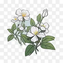 茉莉花-茉莉花
