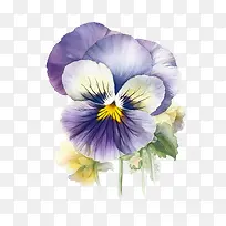 三色堇花-三色堇花紫罗兰花瓣盛开花