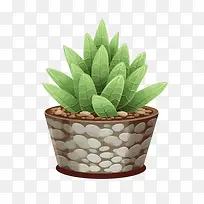 Haworthiacymbiformis植物-仙人掌