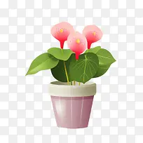 红掌植物-红掌植物粉红色花朵花盆水彩