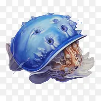 贝壳-贝壳水母水海洋海
