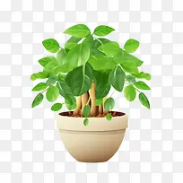树喜林芋植物-树喜林芋植物盆栽绿化盆栽室内植物