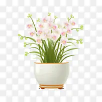 兰花植物-兰花植物盆栽植物白盆粉红色花朵植物