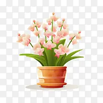 兰花植物-花盆