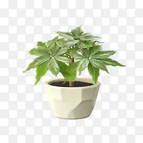 八角金盘-八角金盘植物盆栽室内植物多肉植物