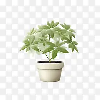 粳稻-白色背景