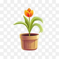 郁金香花-郁金香花