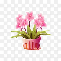 兰花植物-花盆
