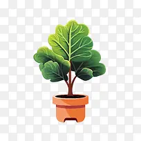 小提琴叶无花果-小提琴叶无花果盆栽植物羽衣甘蓝蔬菜绿色