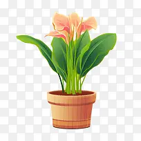 美人蕉百合植物-花盆