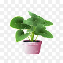 海芋植物-花盆
