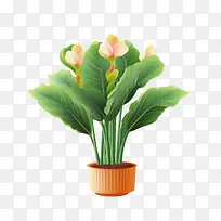 美人蕉百合植物-美人蕉百合植物盆栽绿植黄色花朵橙色盆栽