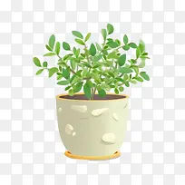 本杰明榕-本杰明榕植物盆栽植物多汁绿色