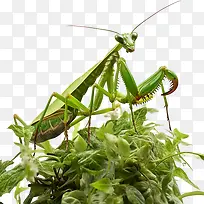 螳螂-螳螂甲虫绿色昆虫蜘蛛