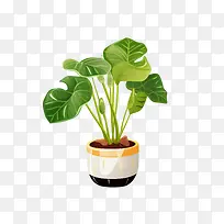 海芋植物-龟背竹