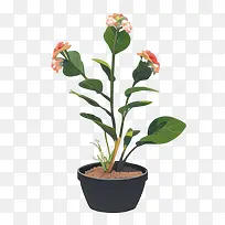 植物-植物盆栽橙色花朵多肉质