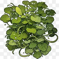 绿叶-绿叶植物绿叶茎
