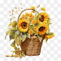 国家向日葵日-国家向日葵日向日葵花瓶篮黄色花朵