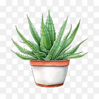 芦荟-芦荟