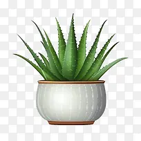 芦荟-芦荟