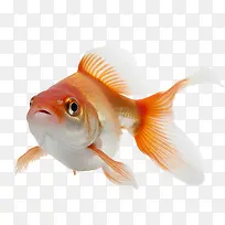 宠物照片日-宠物照片日鱼金鱼水族馆池塘