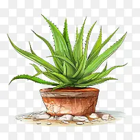 芦荟-芦荟
