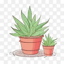 芦荟-芦荟