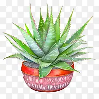 芦荟-芦荟
