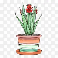 芦荟-芦荟