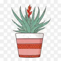 芦荟-芦荟