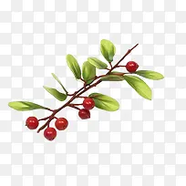 蔓越莓树枝-蔓越莓树枝冬青叶浆果绿叶红色浆果