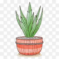 芦荟-芦荟